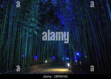 Eunhasu o strada galassia nel campo di foresta di bambù Taehwagang Sunnidaebat a Ulsan, Corea del Sud. La foresta di bambù è illuminata di notte dagli artifi Foto Stock