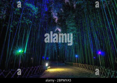 Eunhasu o strada galassia nel campo di foresta di bambù Taehwagang Sunnidaebat a Ulsan, Corea del Sud. La foresta di bambù è illuminata di notte dagli artifi Foto Stock