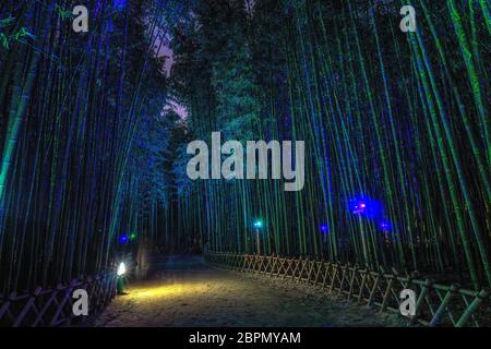 Eunhasu o strada galassia nel campo di foresta di bambù Taehwagang Sunnidaebat a Ulsan, Corea del Sud. La foresta di bambù è illuminata di notte dagli artifi Foto Stock