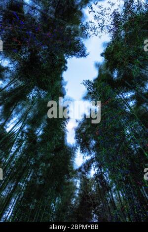 Eunhasu o strada galassia nel campo di foresta di bambù Taehwagang Sunnidaebat a Ulsan, Corea del Sud. La foresta di bambù è illuminata di notte dagli artifi Foto Stock