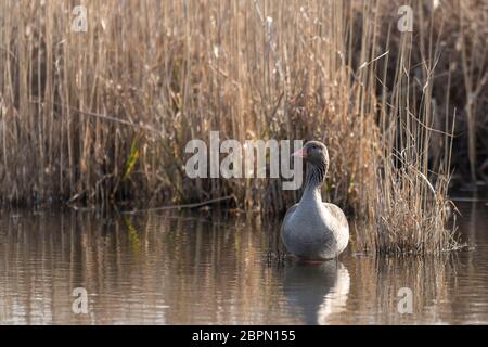 Scatto frontale graylag sorge su una piccola isola di fronte sfocato sfondo reed con spazio di copia Foto Stock