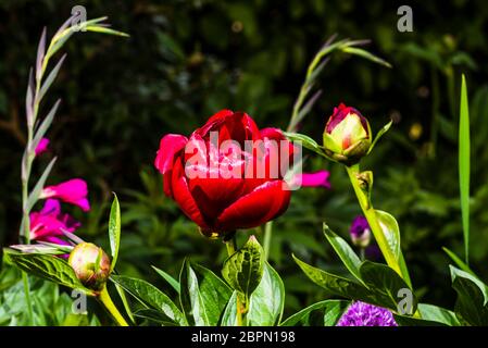 Fuori da vicino una Paeonia rossa brillante 'Buckeye Belle' (Peony) con Gladiolus byzantinus alle spalle Foto Stock