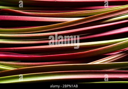 Sfondo con steli di rabarbaro. Pianta di rabarbaro raccolta di fresco. Verdure di colore rosso e verde Foto Stock