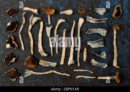 Asciugato i funghi magici da sopra. Knolling piatta sullo sfondo dei laici. Rimedio naturale. Foto Stock