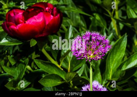 In primo piano all'esterno di un Allium Hollandicum "Purple Sensation" con una Paeonia "Buckeye Belle" (Peony) alle spalle Foto Stock