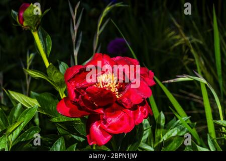 Primo piano all'esterno di una Paeonia rossa brillante 'Buckeye Belle' (Peony) con gocce d'acqua Foto Stock