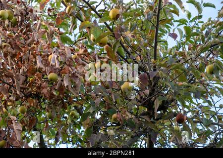 Mele marce appesi ad un albero in autunno Foto Stock