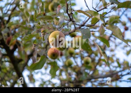 Mele marce appesi ad un albero in autunno Foto Stock