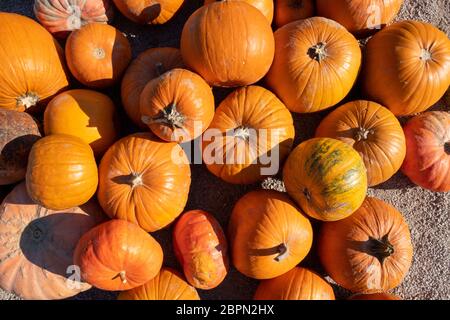 Arancione zucca - è la festa di Halloween tempo Foto Stock