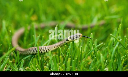 Serpente europeo giovanile di erba Foto Stock