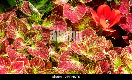 Il luminoso rosso verde Skullcaplike, Coleus Coleus Blumei denominata anche dipinta sullo sfondo di ortica Foto Stock