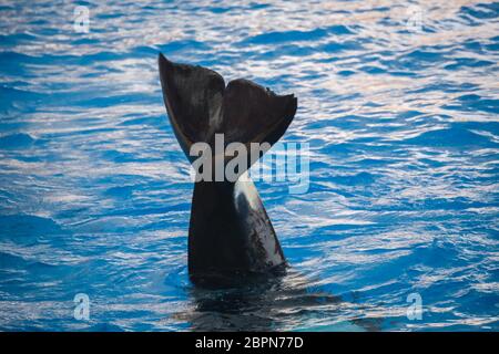 Orca Killer Whale sventolando la sua coda al di sopra della superficie del mare profondo acque Foto Stock