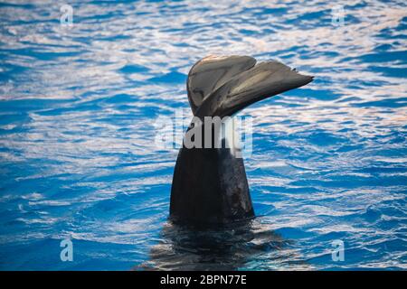 Orca Killer Whale sventolando la sua coda al di sopra della superficie del mare profondo acque Foto Stock
