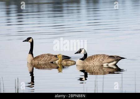 Due oche canadesi nuotano con il suo piccolo gosling nel lago Hauser, Idaho. Foto Stock