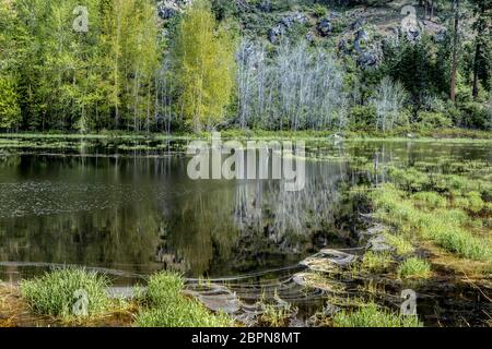 L'erba verde lussureggiante e l'acqua ancora di una zona umida vicino Hauser, Idaho. Foto Stock