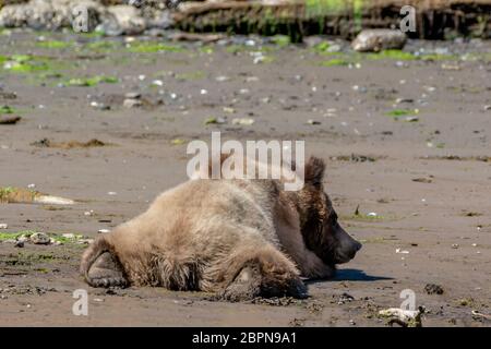 Rilassante 3-4 anni grizzly sulla spiaggia di clam, Khutzeymateen, BC Foto Stock