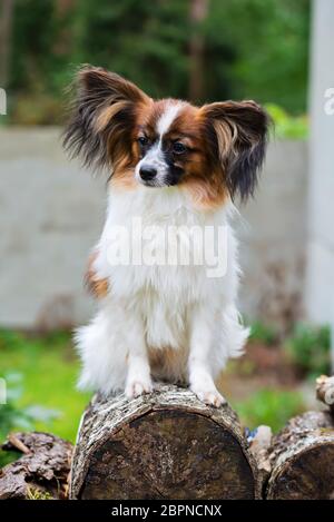 Outdoor ritratto di un papillon purebreed cane Foto Stock