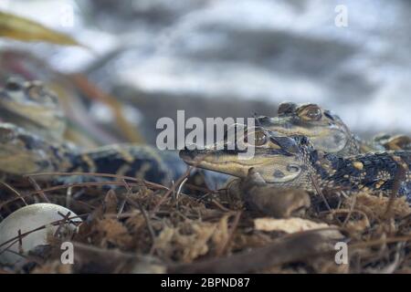 Alligatore neonati emergere. Alligatore neonato vicino la deposizione delle uova nel nido. Little baby coccodrilli sono da cova uova. Baby alligator appena hat Foto Stock