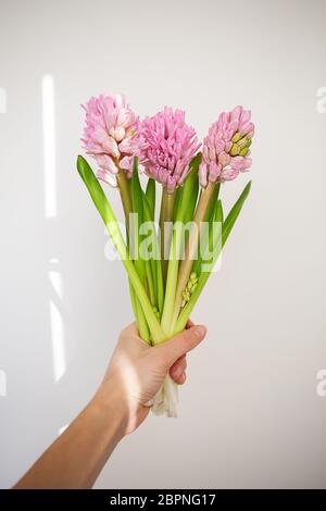 La mano della donna tiene i fiori primaverili su uno sfondo bianco. Bouquet fresco con giacinti rosa. Primavera, giorno di sole, ombra dalla finestra. Spazio di copia per Foto Stock