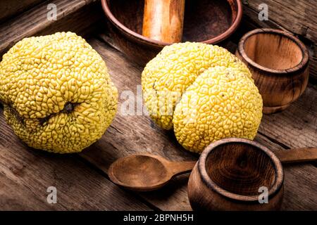 Maclura frutta, Adams apple.potente antiossidante. Maclura nella medicina popolare Foto Stock