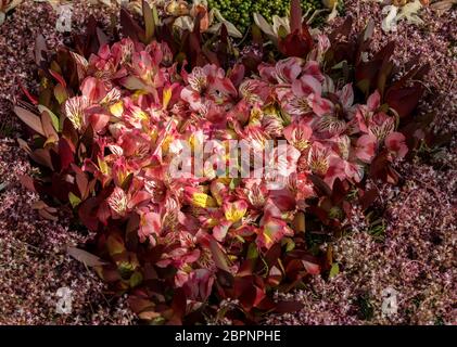 Composizione con fiori colorati a forma di cuore Foto Stock