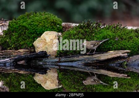 Verdino europeo, Chloris chloris riflesso in acqua di un tranquillo stagno in bosco come perches su una sporgenza da bere Foto Stock