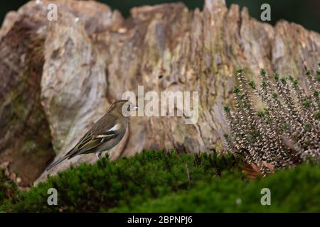 Verdino europeo, Chloris chloris, in habitat boschivo in piedi sul verde di fronte al vecchio legno decadente con spazio copia Foto Stock