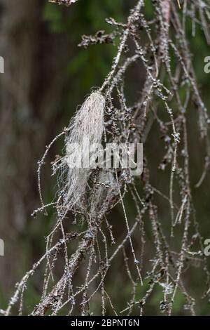 Lichene di barba grigia (Usnea barbata) che cresce su un ramo morto nella foresta finlandese Foto Stock