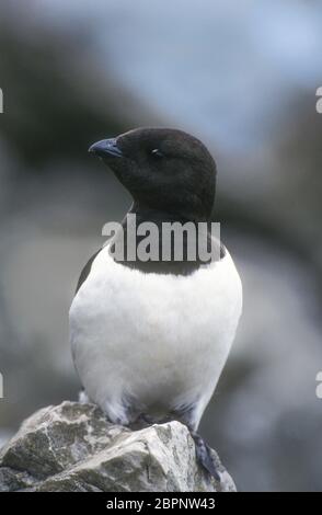 Little Auk: (Dovekie); Spitzbergen Foto Stock