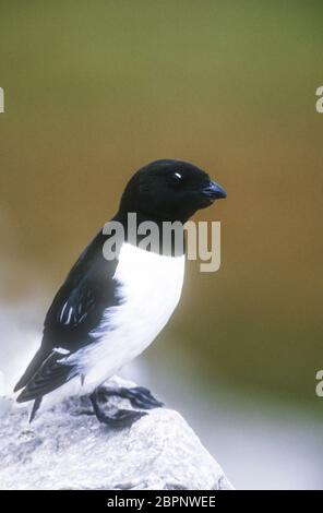 Little Auk: (Dovekie); Spitzbergen Foto Stock