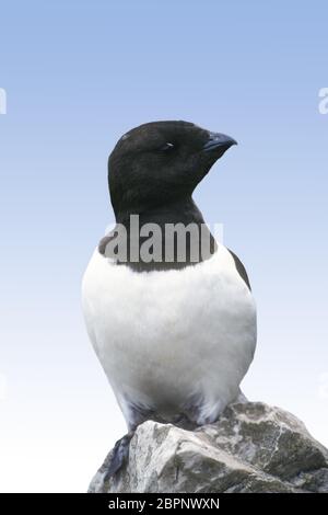 Little Auk: (Dovekie); Spitzbergen Foto Stock