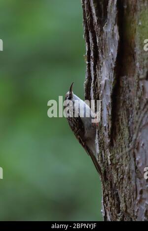 Treecreeper eurasiatico alla ricerca di insetti nella corteccia dell'albero. Foto Stock
