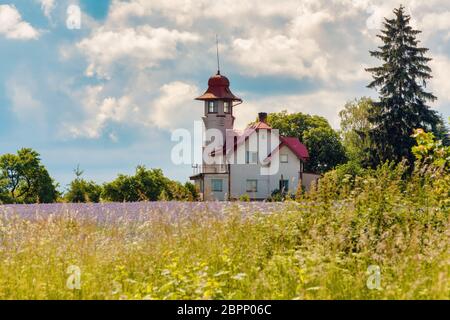 Phacelia tanacetifolia campo, scena di campagna. Phacelia è conosciuta con i nomi comuni di lacy phacelia, tansy blu o porpora tansy Foto Stock