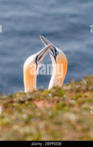 Northern gannet, Sula bassana, dettaglio testa ritratto di mare bellissimo uccello, seduto sulla roccia con il mare blu acqua in background, isola di Helgoland Foto Stock