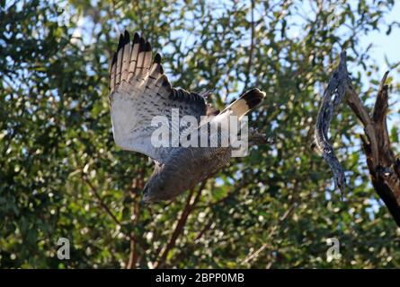 Grandi uccelli del Botswana Foto Stock