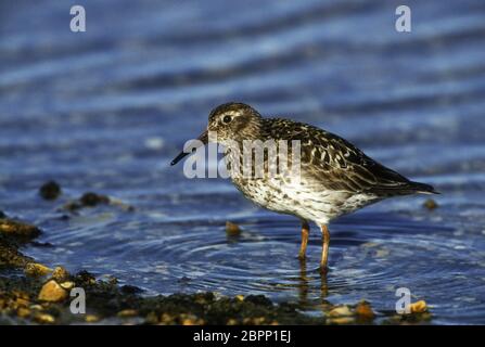 Norvegia; Svalbard (Spitzbergen); Fauna; Uccelli; Shorebird; Sandpiper viola:Calidris maritima Foto Stock