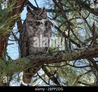 Una grande gufo con cavalli molto sonnolenta si trova in alto in un grande pino. Foto Stock
