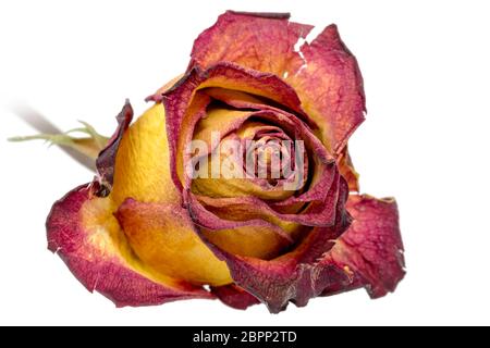 Giallo Rosso rosa con foglie secche isolato su bianco Foto Stock