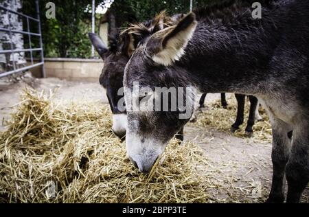 Asini mangiare in natura, dettaglio di animali da fattoria Foto Stock