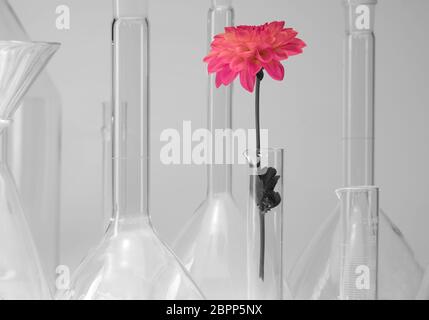 Dettaglio shot che mostra una varietà di articoli di vetreria di laboratorio comprendente una testa di fiori Foto Stock