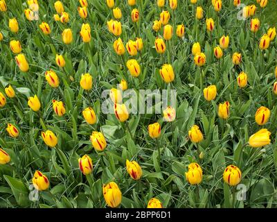 Tulipani gialli fioriture dei fiori in un giardino Foto Stock