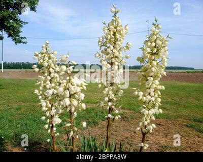 Fiori di yucca bianchi sul prato. Fiori di yucca bianchi sul prato. Foto Stock