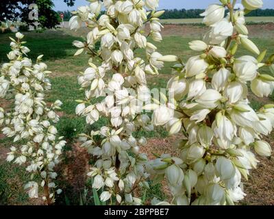 Fiori di yucca bianchi sul prato. Fiori di yucca bianchi sul prato. Foto Stock