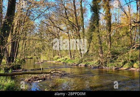 Fiume profondo nella foresta. Warnow Durchbruchstal nel Meclemburgo-Pomerania anteriore. Germania Foto Stock