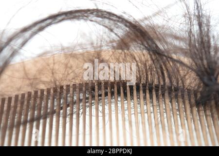 Hairloss problema. Il pettine con la perdita dei capelli in esso, isolato su sfondo bianco. Foto Stock