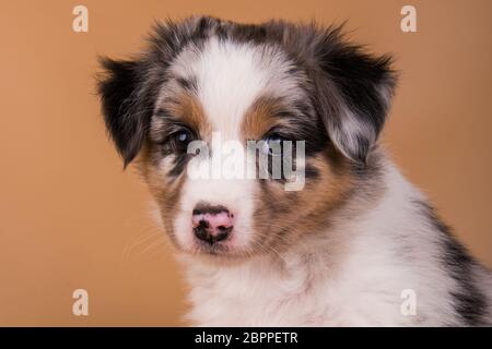 Red Merle Australian Shepherd cucciolo, sei settimane Foto Stock