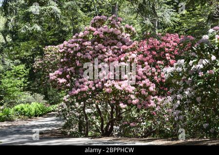 Rododendri rosa e bianco su Cape Cod in Massachusetts Foto Stock