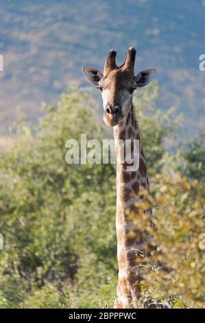 Tall giraffe guardando al di sopra delle boccole nel Parco Nazionale di Kruger, Sud Africa Foto Stock