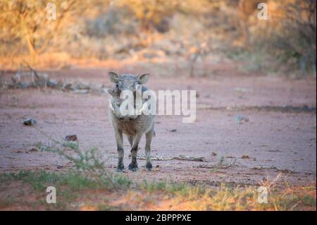 Un warthog cercando la fotocamera sulla savana del Kruger National Park, Sud Africa Foto Stock