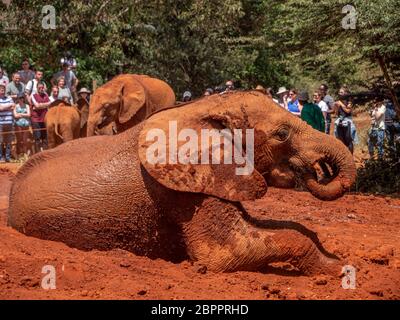 Elefanti orfani che sono stati salvati per essere riabilitati a tornare in natura allo Sheldrick Wildlife Trust Foto Stock